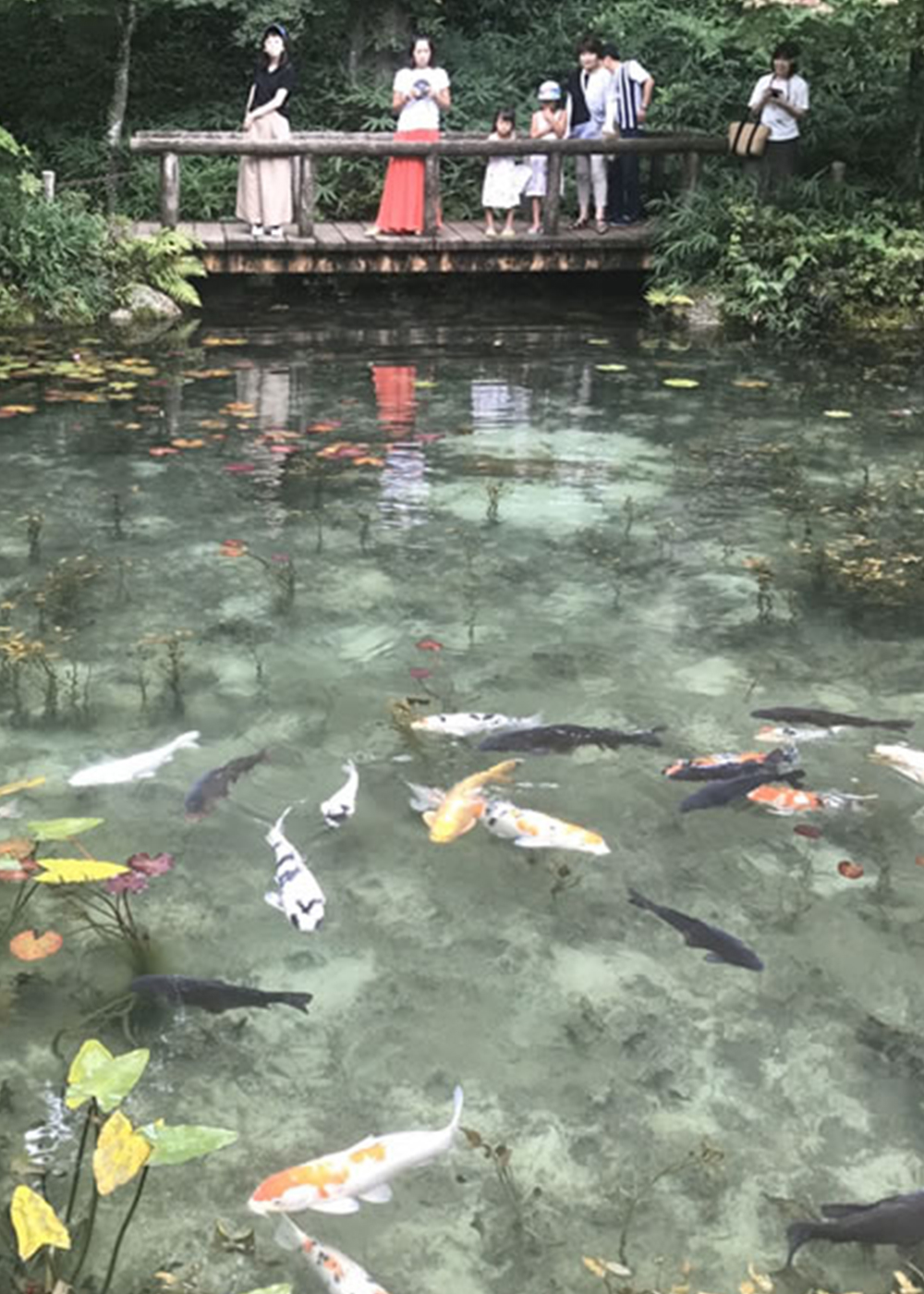 モネの池（岐阜）Monet's Pond