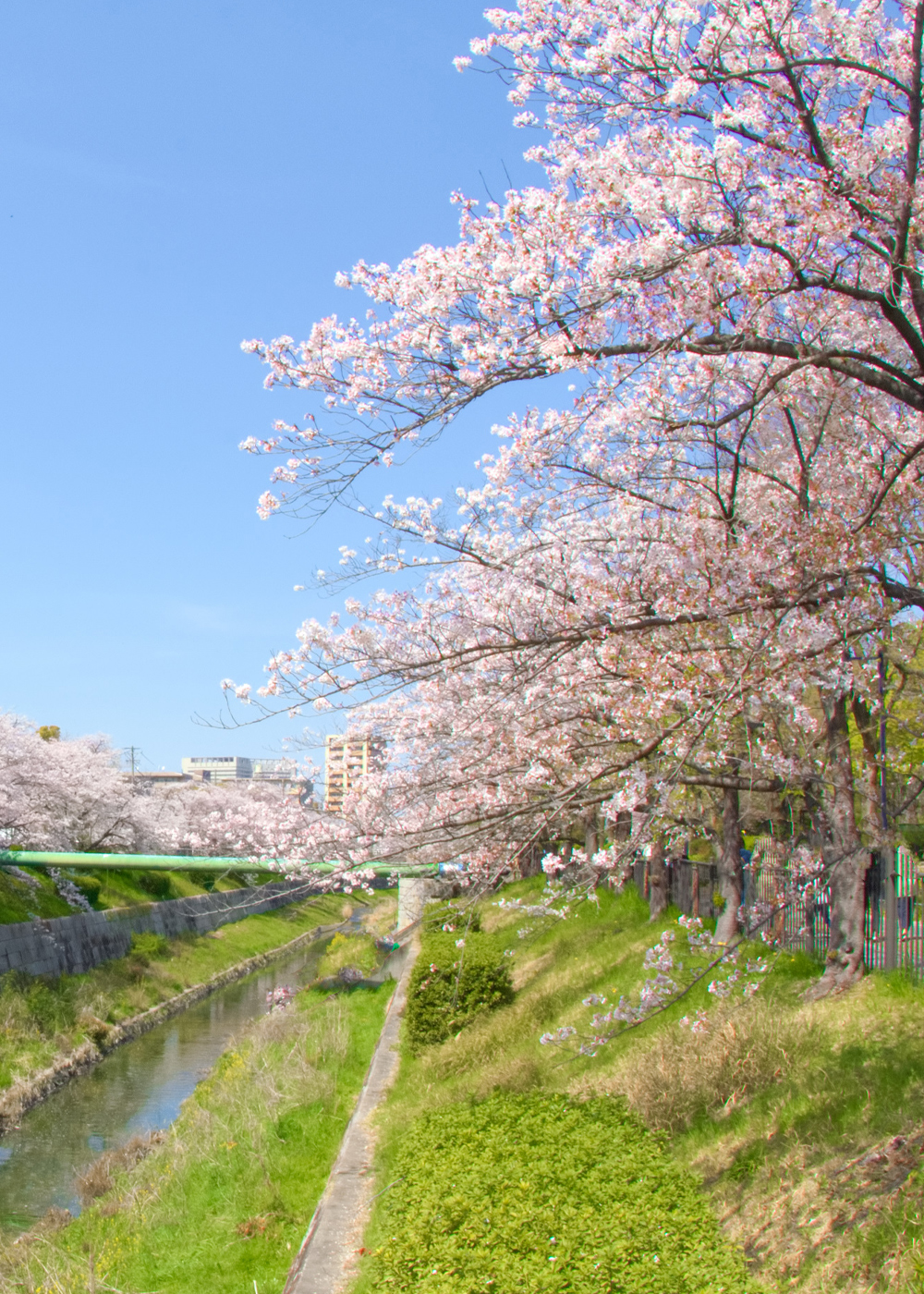 山崎川桜Yamazaki River lined with cherry trees
